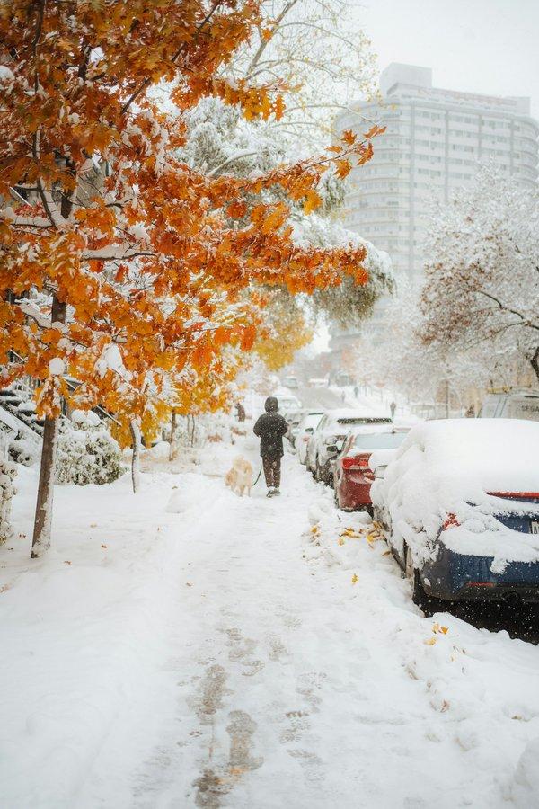 Canicule 2026 : comment protéger ses animaux quand le thermomètre déraille