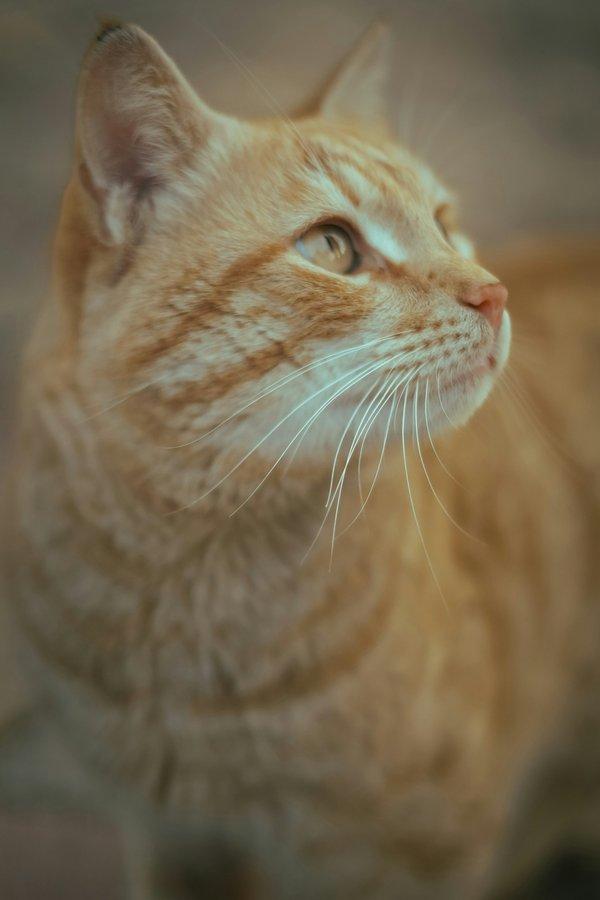 Litière fermée ou ouverte : le débat tranché