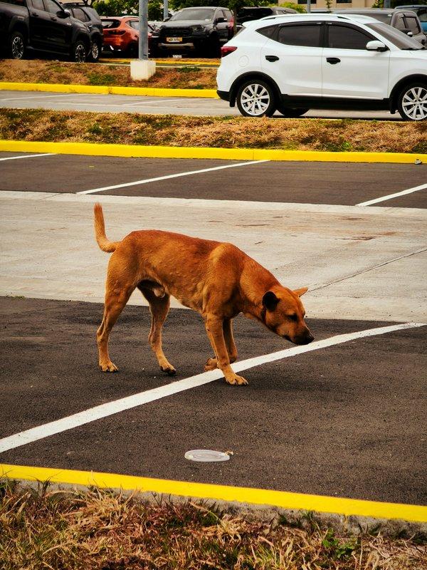 Mon chien détruit tout quand il est seul